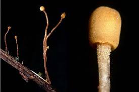 Attēlu rezultāti vaicājumam “Heyderia pusilla”