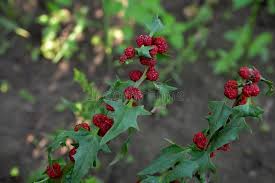 Image result for chenopodium foliosum