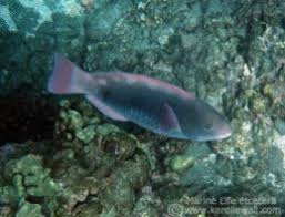Image result for Chlorurus perspicillatus