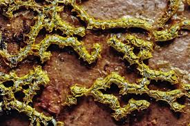 Attēlu rezultāti vaicājumam “Physarum, Nannengaella sp.”