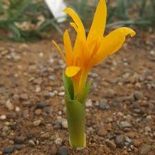 Attēlu rezultāti vaicājumam “Colchicum luteum flower”