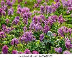 Attēlu rezultāti vaicājumam “Corydalis cava”