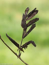 Attēlu rezultāti vaicājumam “Lathyrus niger”