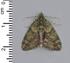 Attēlu rezultāti vaicājumam “Argyresthia albistria”