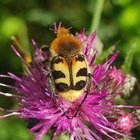 Attēlu rezultāti vaicājumam “Trichius fasciatus”