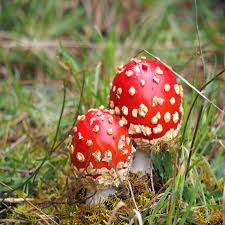 Attēlu rezultāti vaicājumam “Amanita muscaria”