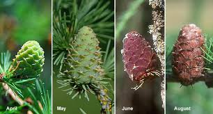 Attēlu rezultāti vaicājumam “Larix decidua”