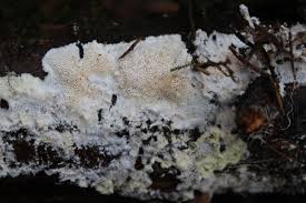 Attēlu rezultāti vaicājumam “Postia rennyi”