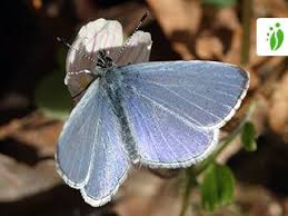 Attēlu rezultāti vaicājumam “Celastrina argiolus”