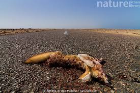 Attēlu rezultāti vaicājumam “Vulpes zerda”