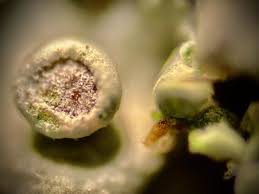 Attēlu rezultāti vaicājumam “Thuidium delicatulum sporophyte”