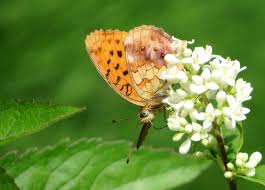 Attēlu rezultāti vaicājumam “Brenthis daphne underside”