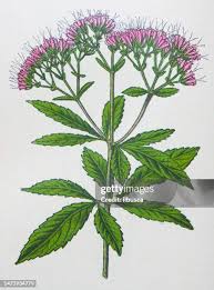 Image result for Eupatorium cannabinum