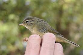 Image result for Phylloscopus schwarzi