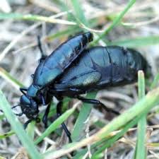 Attēlu rezultāti vaicājumam “Meloe sp. larva”