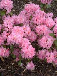 Rhododendron racemosum \u0026#39;Anna Baldsiefen\u0026#39; , Rhododendron \u0026#39;Anna ...
