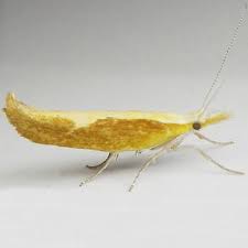 Attēlu rezultāti vaicājumam “Ypsolophidae”