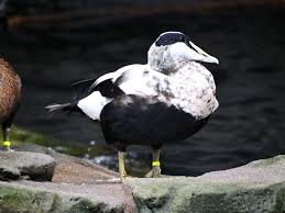 Attēlu rezultāti vaicājumam “Somateria mollissima”