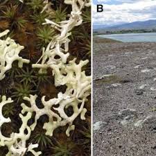 Attēlu rezultāti vaicājumam “Ramalina pollinaria”