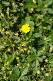 Attēlu rezultāti vaicājumam “Potentilla reptans flower”