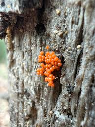 Attēlu rezultāti vaicājumam “Hemitrichia clavata young”