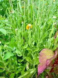 Attēlu rezultāti vaicājumam “Calendula officinalis leaf”