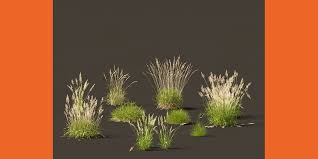 Attēlu rezultāti vaicājumam “Calamagrostis arundinacea”