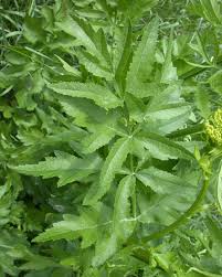 Attēlu rezultāti vaicājumam “Pastinaca sativa subsp. sylvestris leaf”