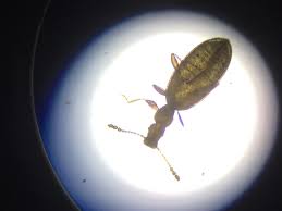 Attēlu rezultāti vaicājumam “Dienerella elongata”