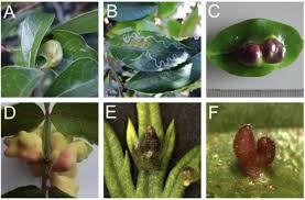 Attēlu rezultāti vaicājumam “gall”