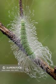 Attēlu rezultāti vaicājumam “Lymantriidae”