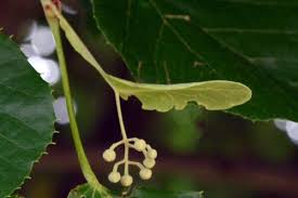 Attēlu rezultāti vaicājumam “Tilia tomentosa leaf”
