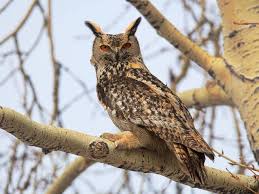 Attēlu rezultāti vaicājumam “Bubo bubo”