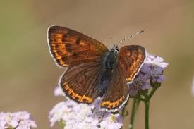 Attēlu rezultāti vaicājumam “Lycaena hippothoe underside”