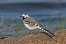 Image result for Motacilla alba