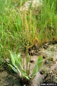 Attēlu rezultāti vaicājumam “Triglochin maritimum”