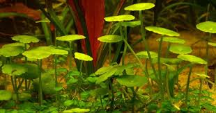 Attēlu rezultāti vaicājumam “Hydrocotyle vulgaris fruit”