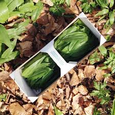 Image result for Bärlauch