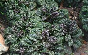 Attēlu rezultāti vaicājumam “Ajuga pyramidalis”