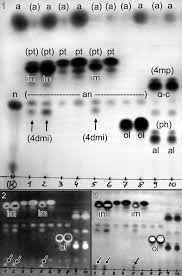Attēlu rezultāti vaicājumam “Cetrelia sp.”