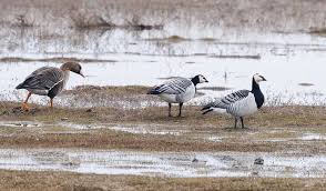 Attēlu rezultāti vaicājumam “Branta leucopsis”