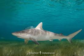 Image result for Carcharhinus acronotus