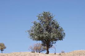 Attēlu rezultāti vaicājumam “Crataegus monogyna subsp. nordica”