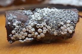 Attēlu rezultāti vaicājumam “Diderma globosum”