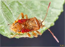 Attēlu rezultāti vaicājumam “Rhopalus maculatus”