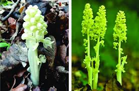 Attēlu rezultāti vaicājumam “Neottia nidus-avis fruit”