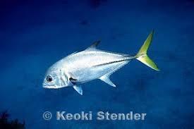 Image result for Caranx latus