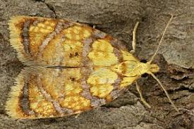 Attēlu rezultāti vaicājumam “Acleris bergmanniana”