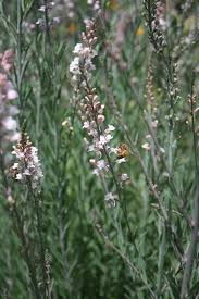 Image result for Linaria purpurea
