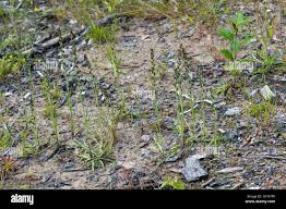 Attēlu rezultāti vaicājumam “Gnaphalium sylvaticum bud”
